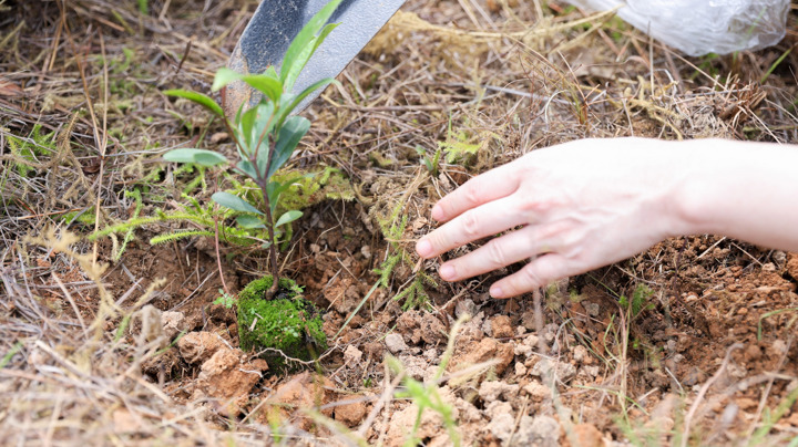 建造業郊野公園遠足植樹日2026